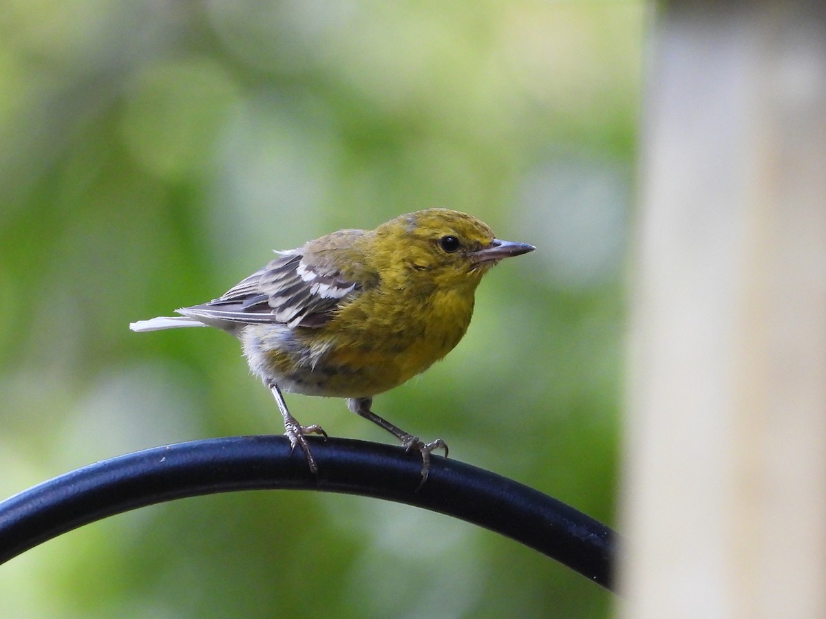 Pine Warbler - ML638900682
