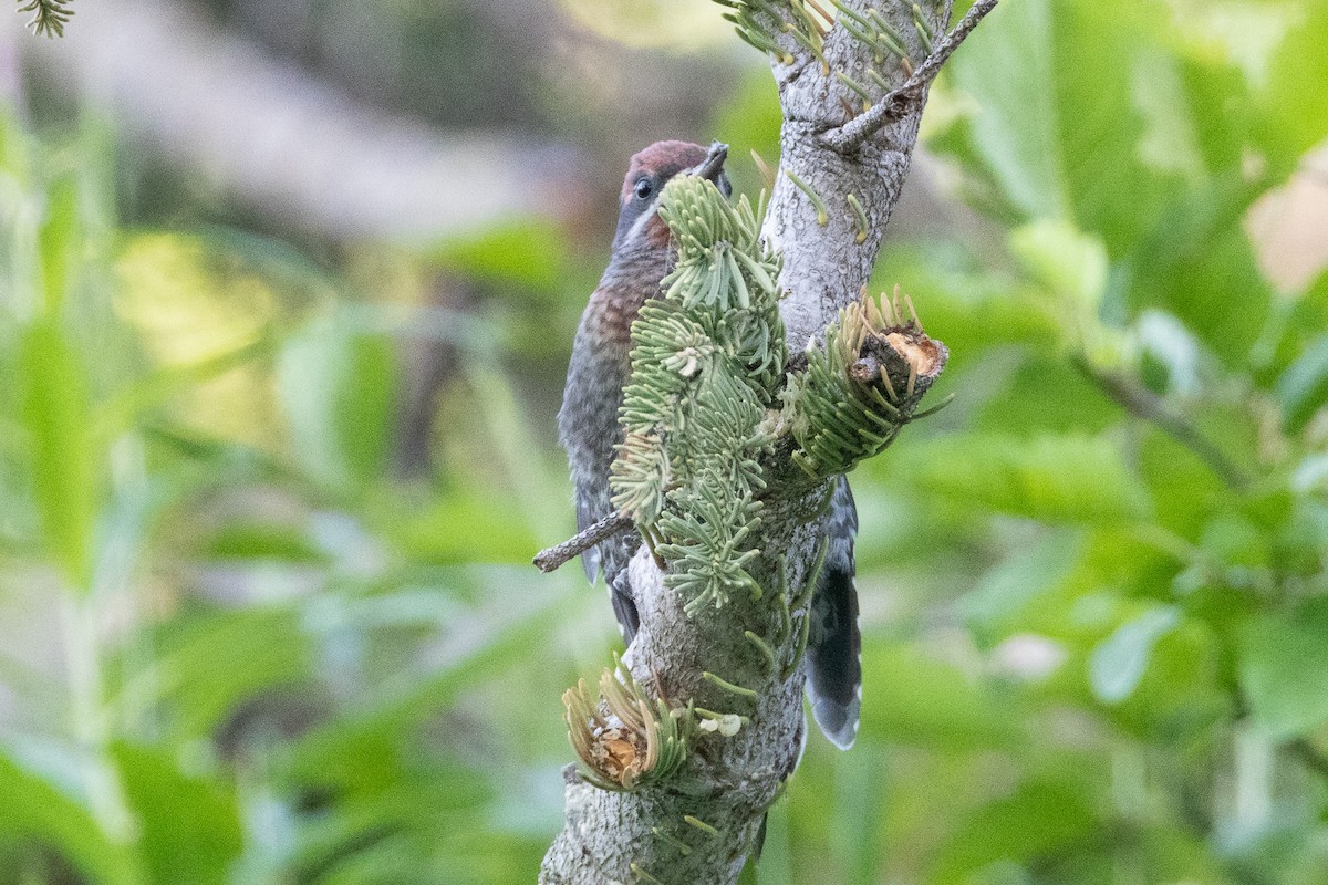 sapsucker sp. - ML638900736