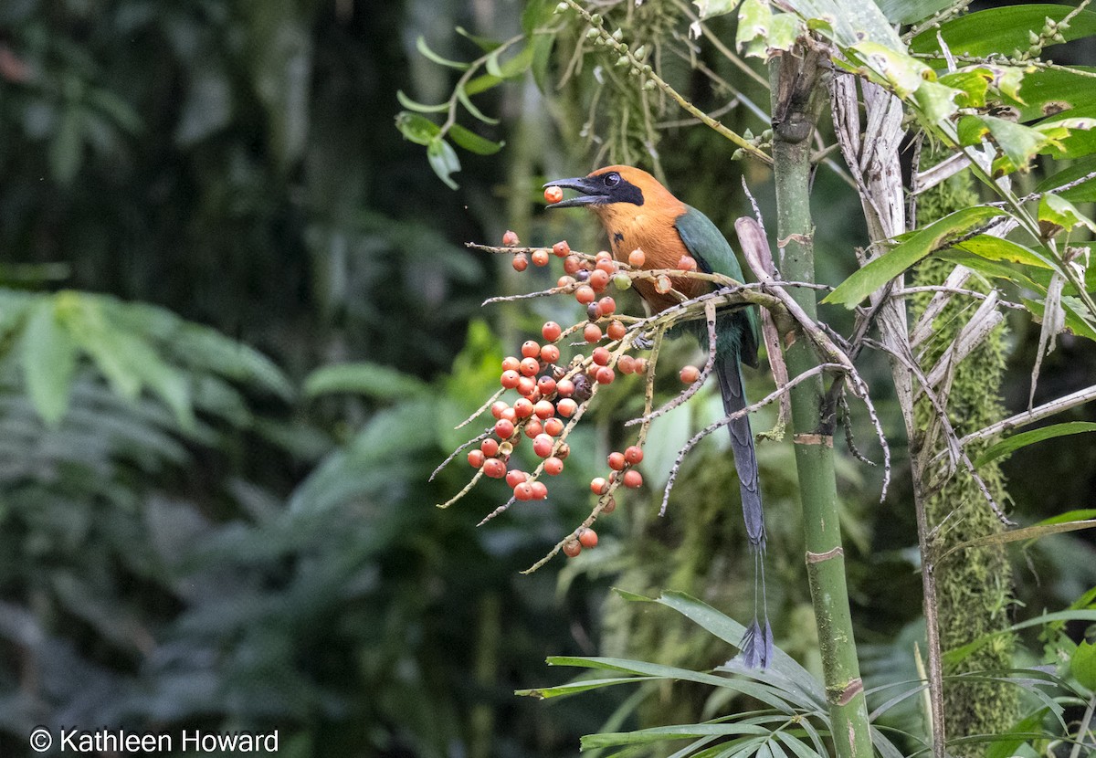 Rufous Motmot - ML638900777