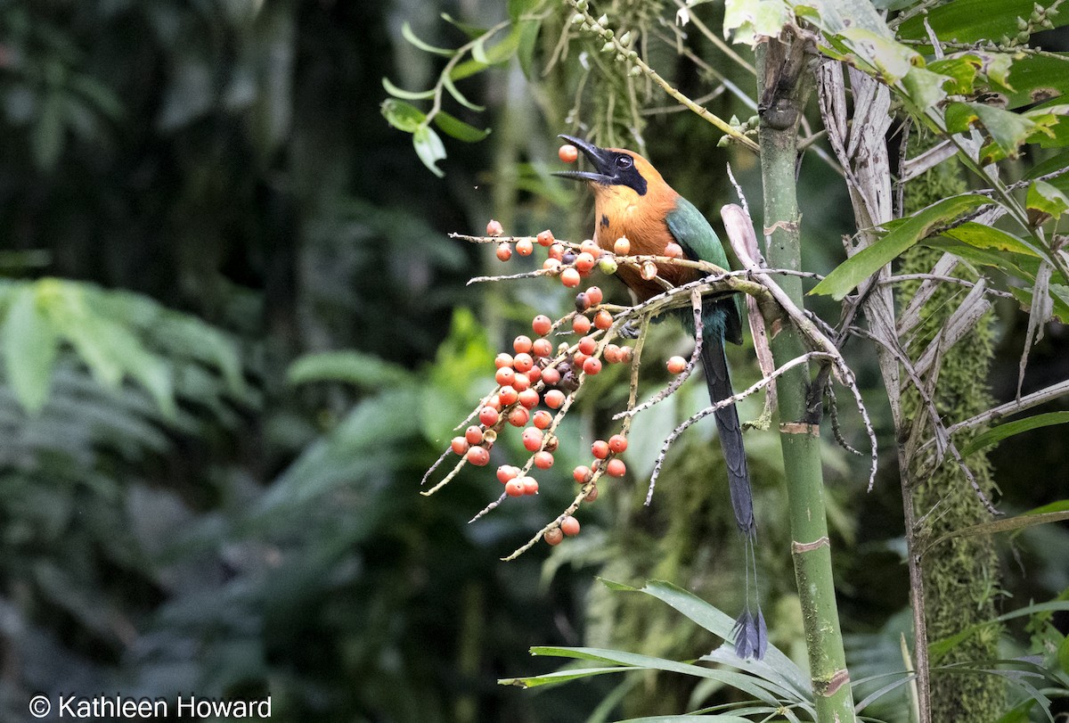 Rufous Motmot - ML638900780