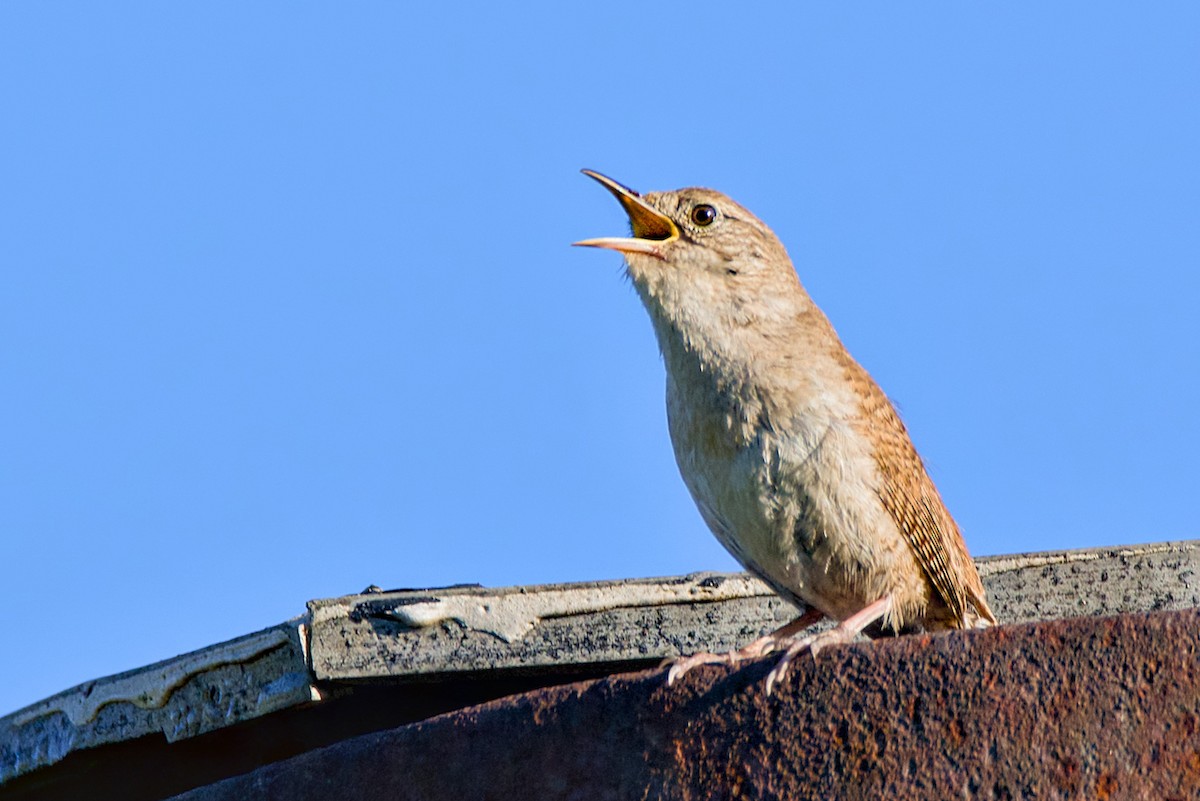 Northern House Wren - ML638900788