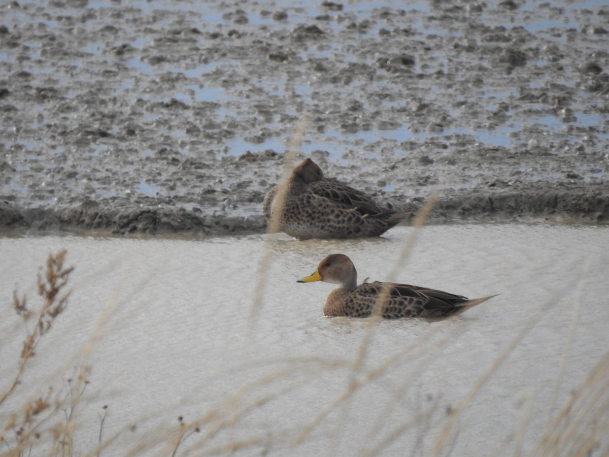 Yellow-billed Pintail - ML638900795