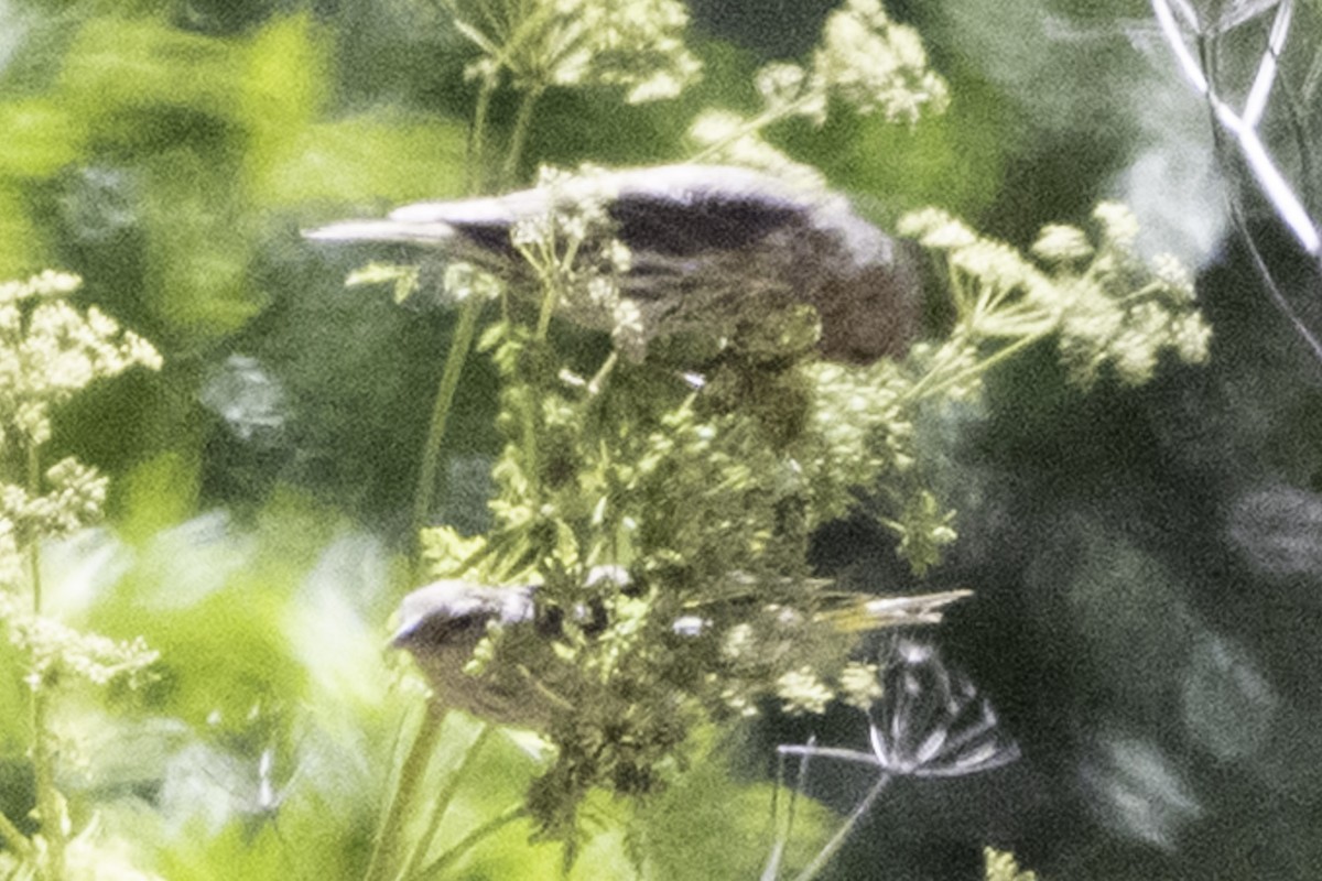 Pine Siskin - ML638900817