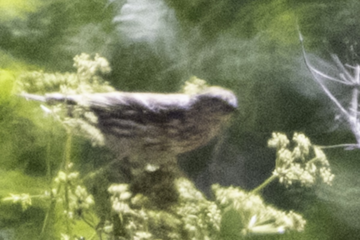 Pine Siskin - ML638900818