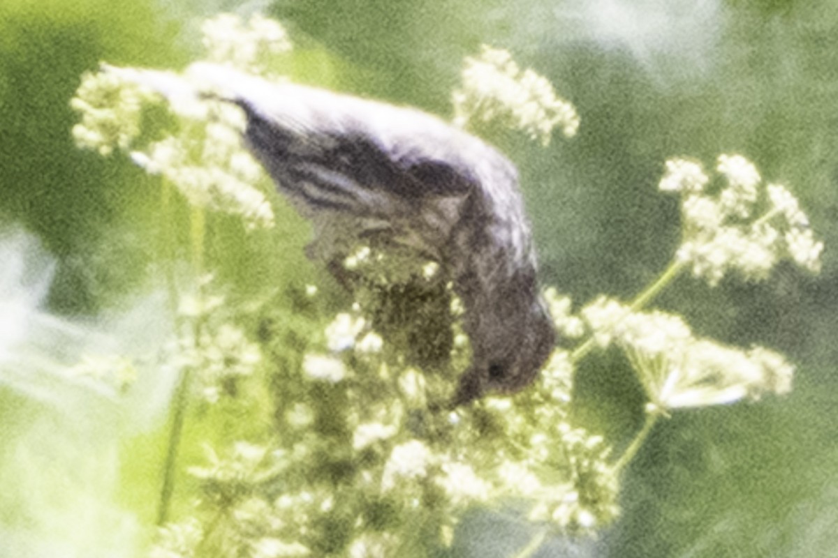 Pine Siskin - ML638900820