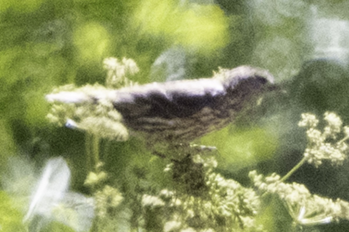 Pine Siskin - ML638900827