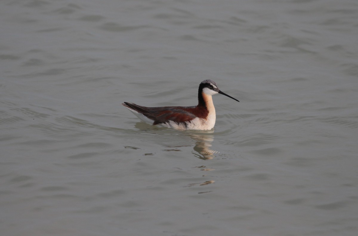 Wilson's Phalarope - ML638900843