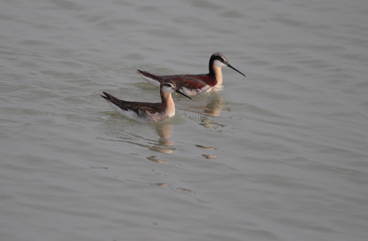 Wilson's Phalarope - ML638900844