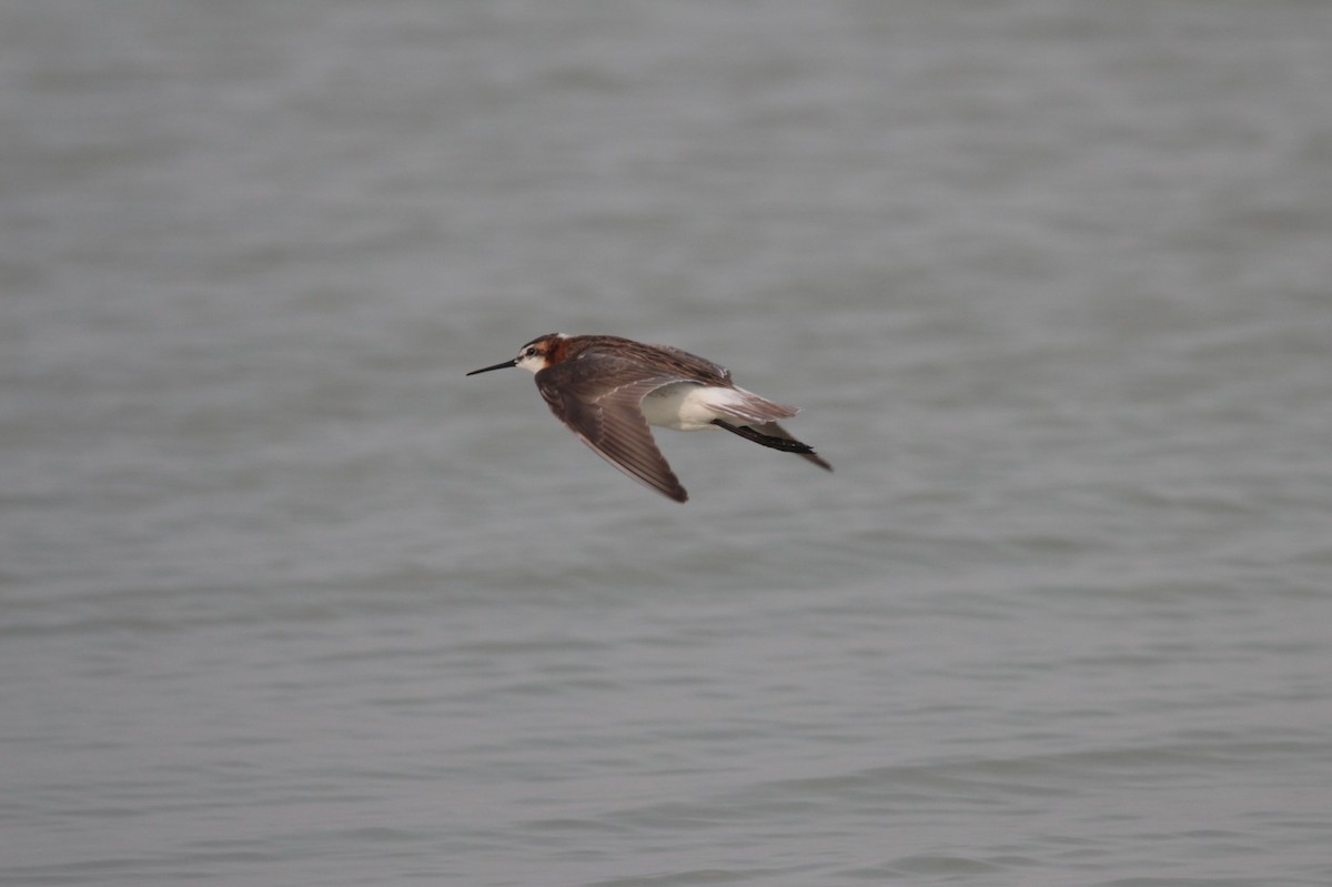 Wilson's Phalarope - ML638900845