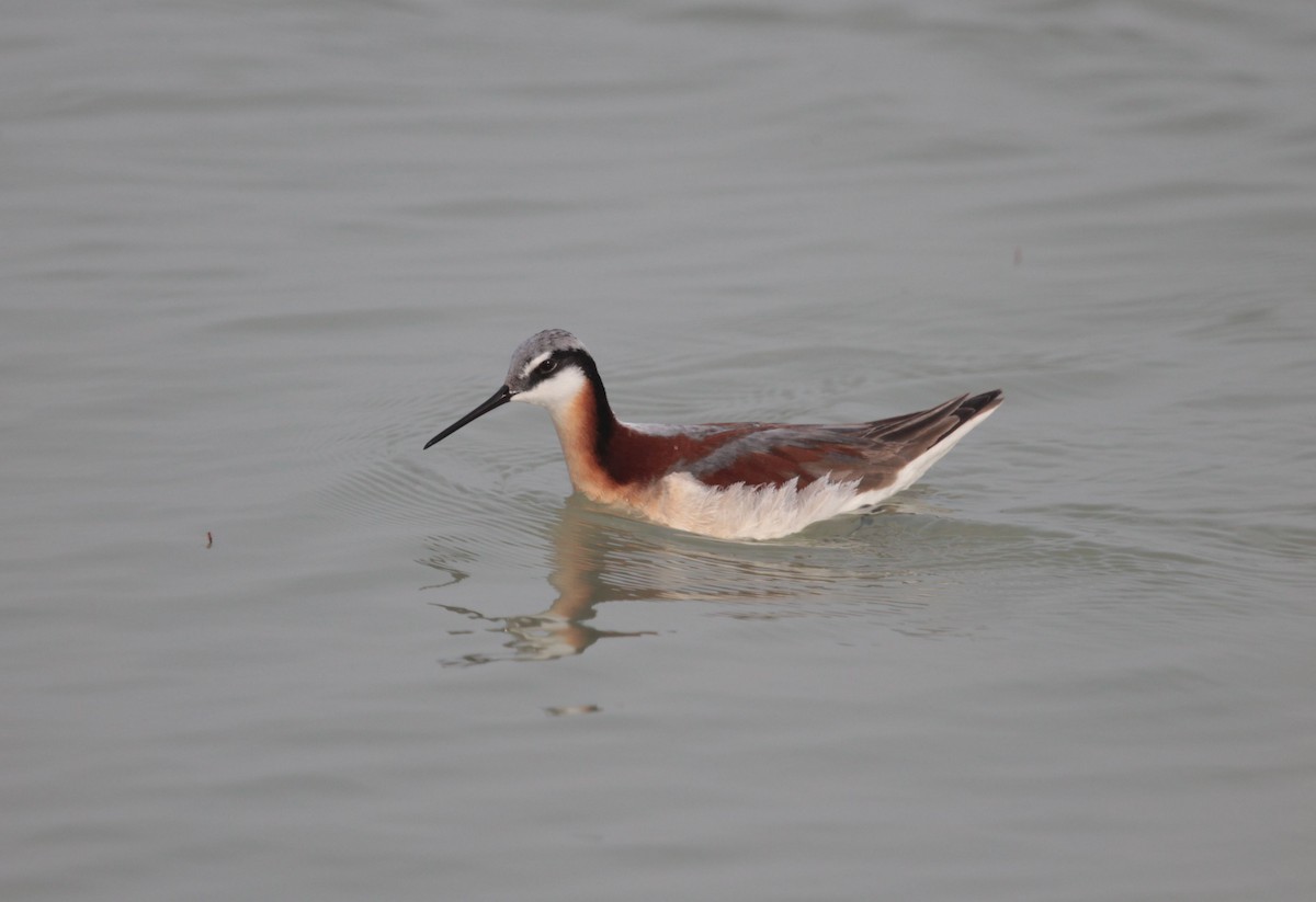 Wilson's Phalarope - ML638900846