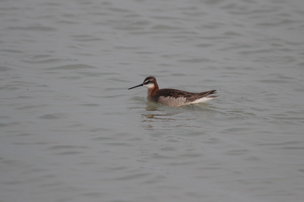 Wilson's Phalarope - ML638900847