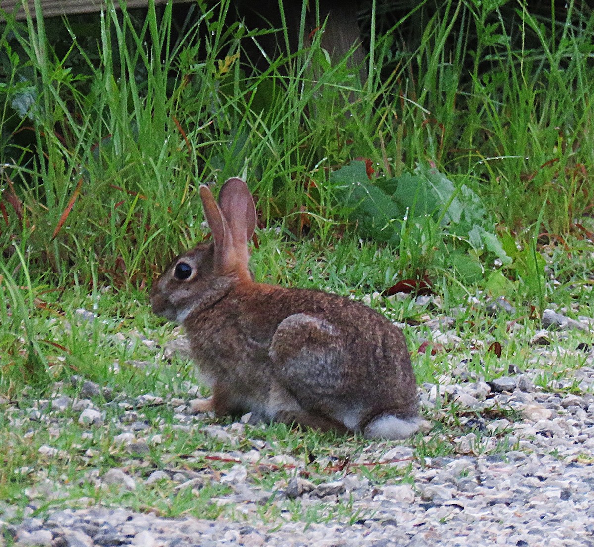 Eastern Cottontail - ML638900852
