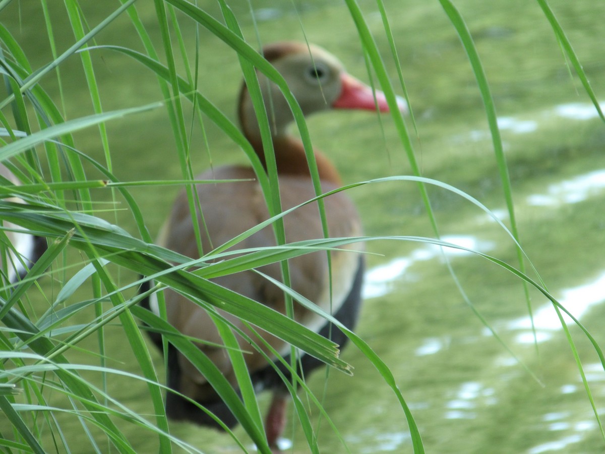Black-bellied Whistling-Duck - ML638900854