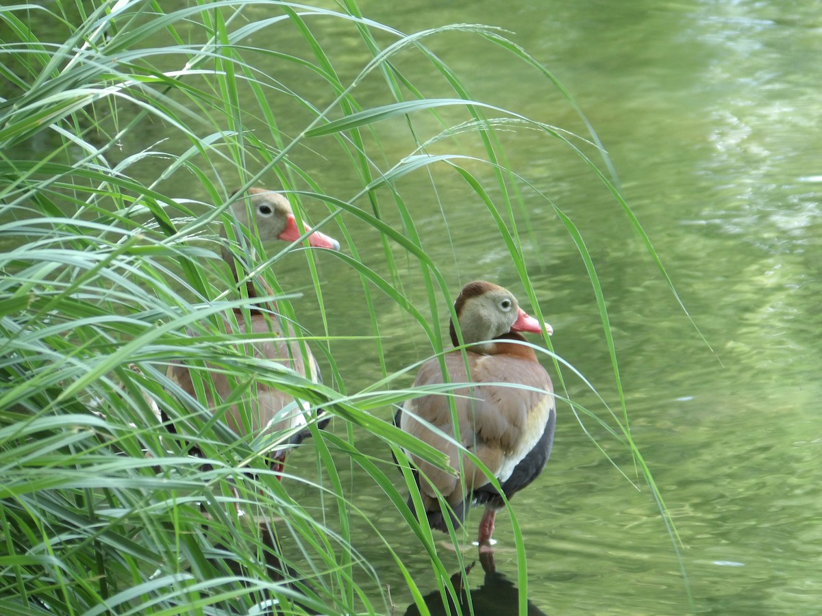 Black-bellied Whistling-Duck - ML638900855