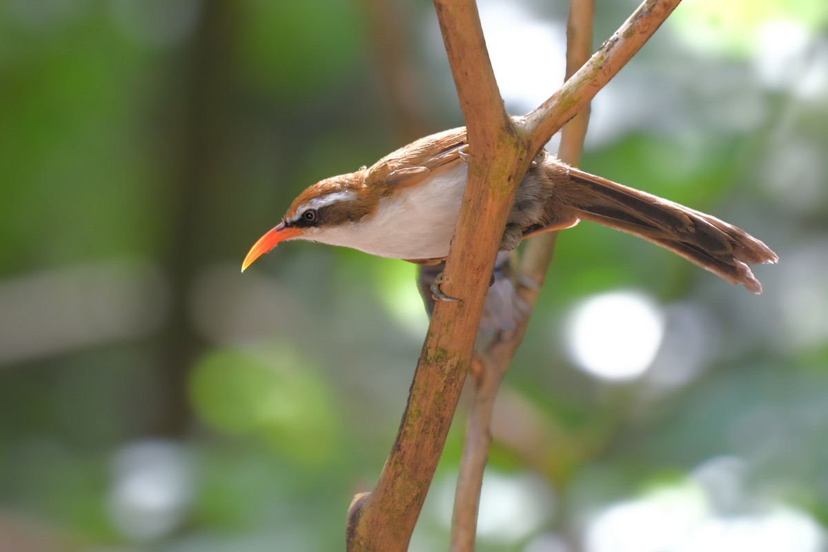 Red-billed Scimitar-Babbler - ML638900871