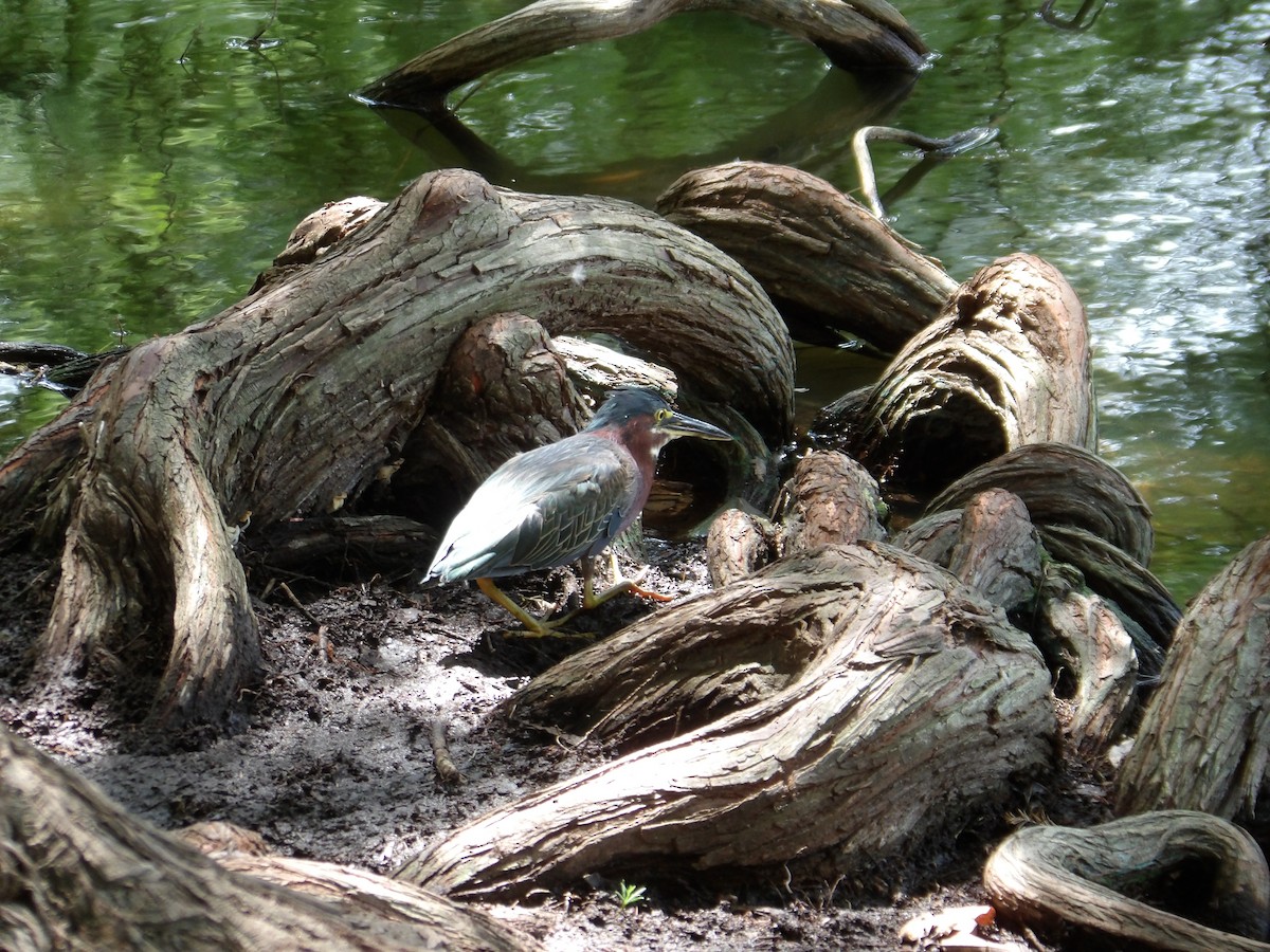 Green Heron - ML638900894