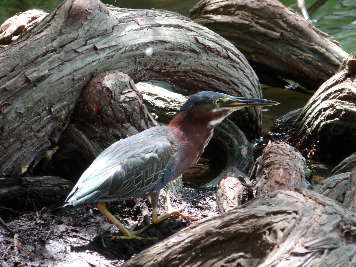 Green Heron - ML638900895