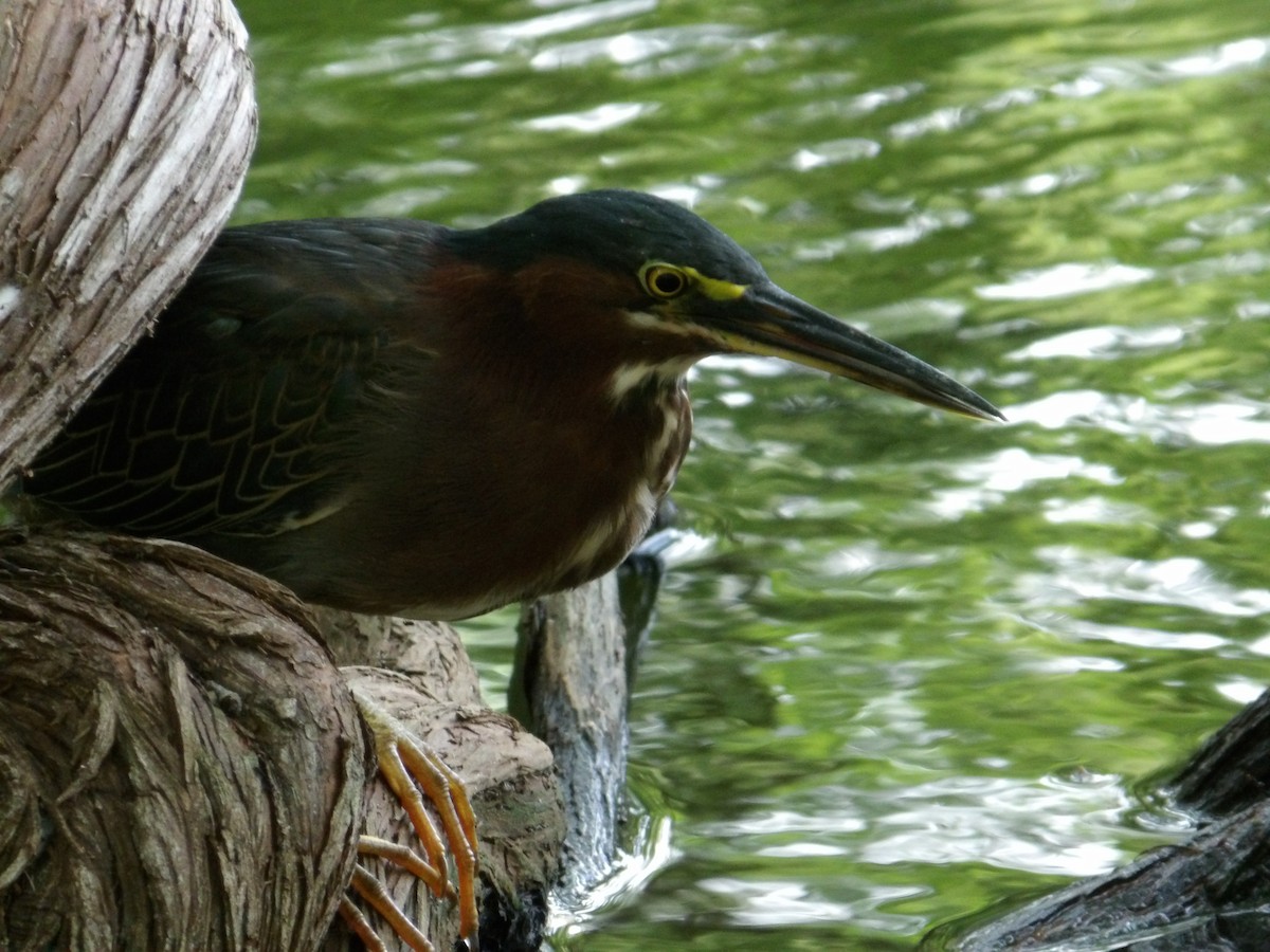 Green Heron - ML638900896