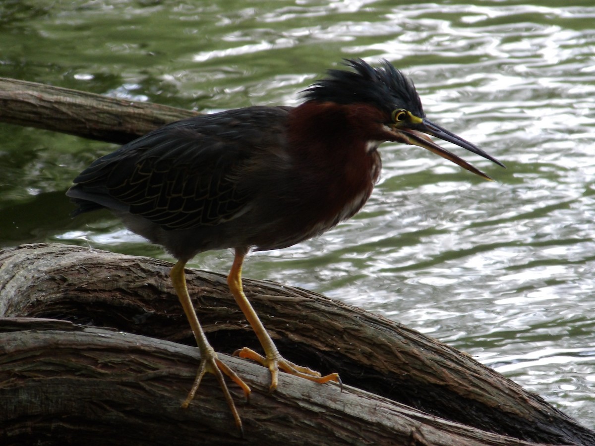 Green Heron - ML638900897