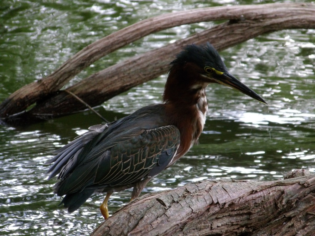 Green Heron - ML638900898