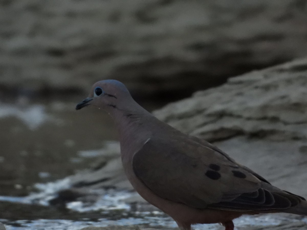 Eared Dove - ML638900971