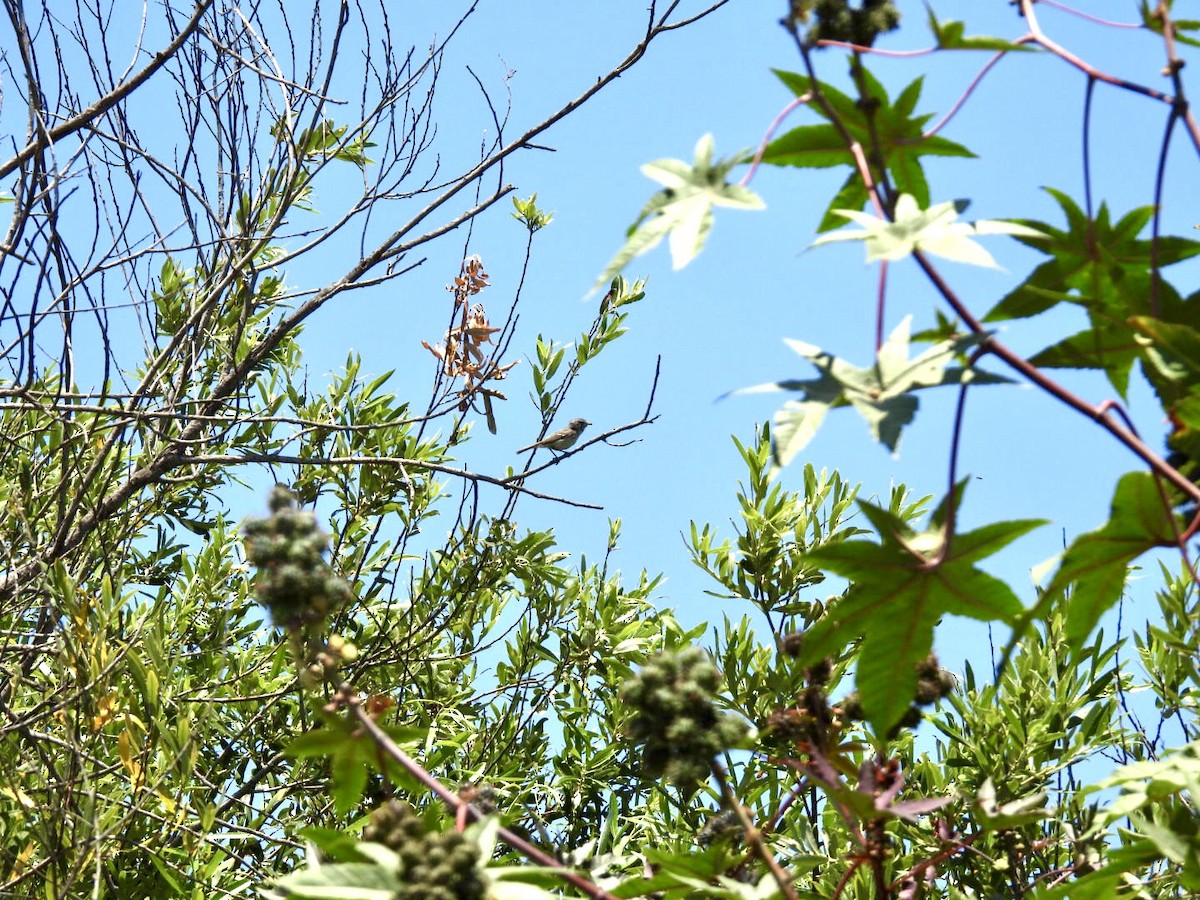 krattvireo - ML638901046