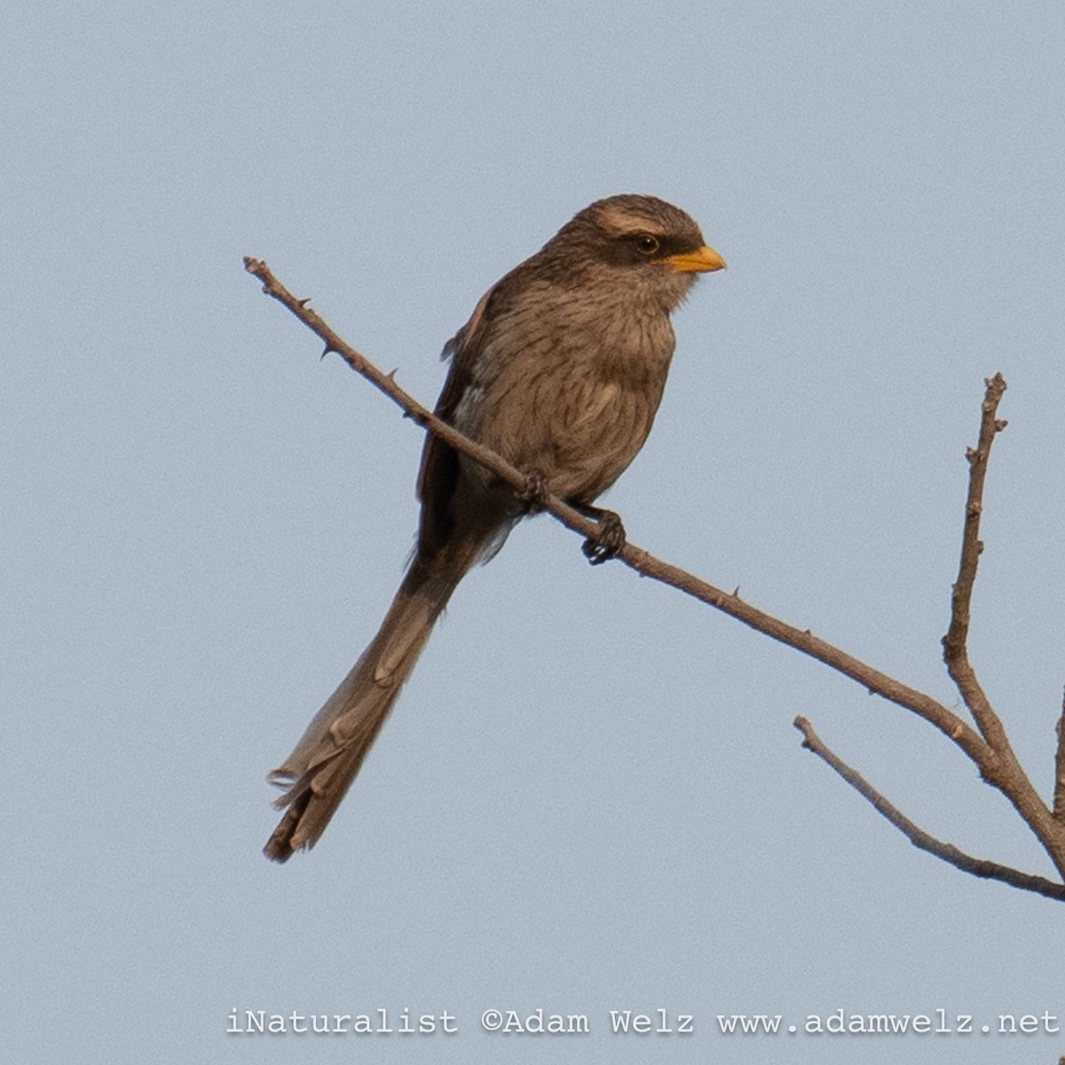 gulnebbvarsler - ML638901049