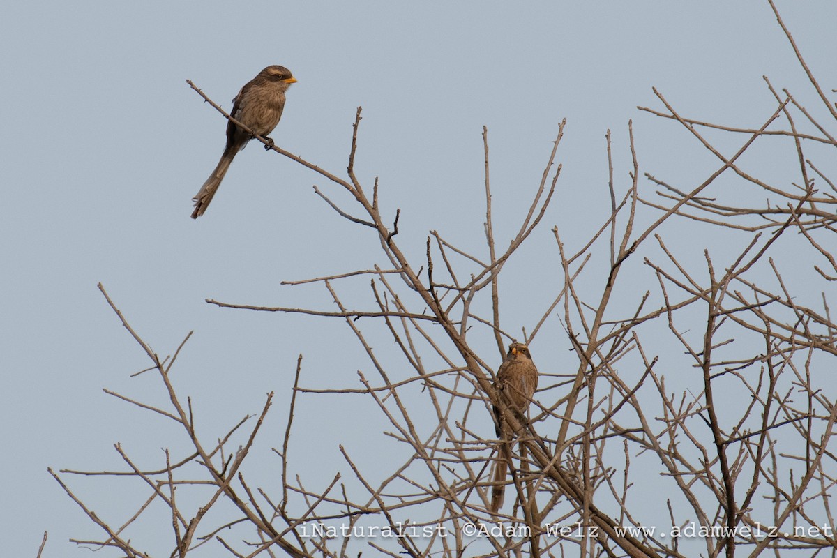 gulnebbvarsler - ML638901050