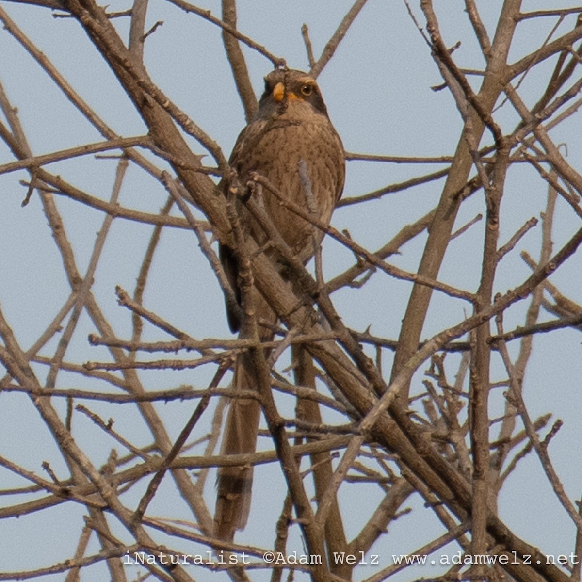 gulnebbvarsler - ML638901051