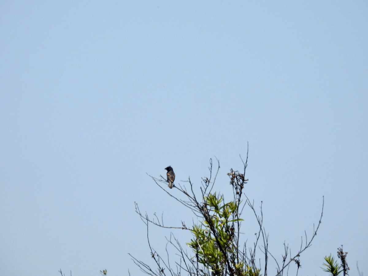 Blue Grosbeak - ML638901056