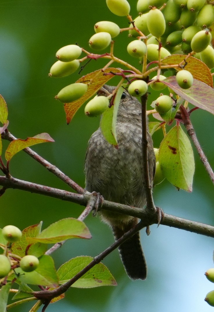 Northern House Wren - ML638901108