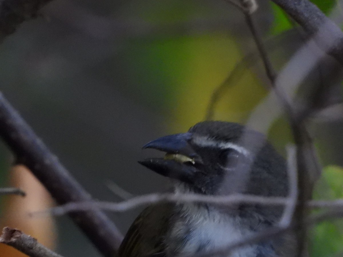 Çizgili Saltator - ML638901118