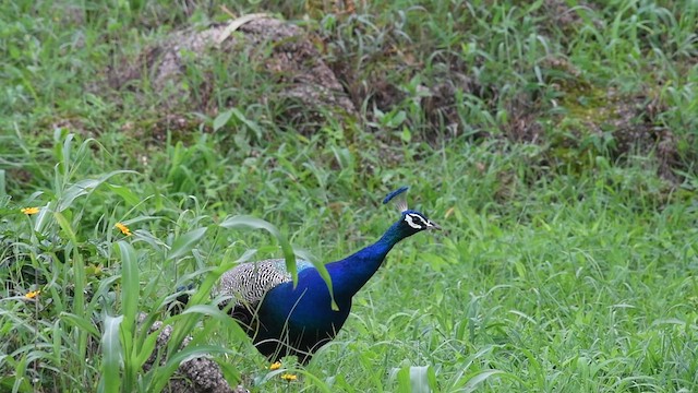 Pfau - ML638901157