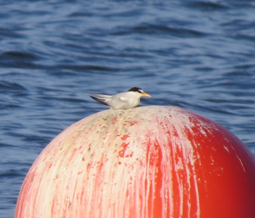 Least Tern - ML638901254