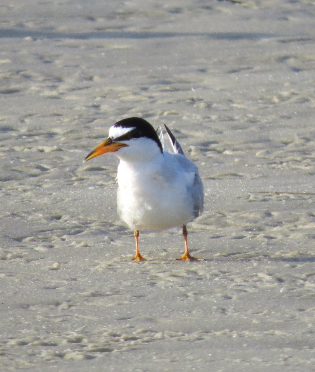 Least Tern - ML638901255