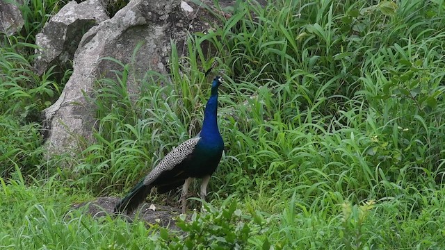 Pfau - ML638901323