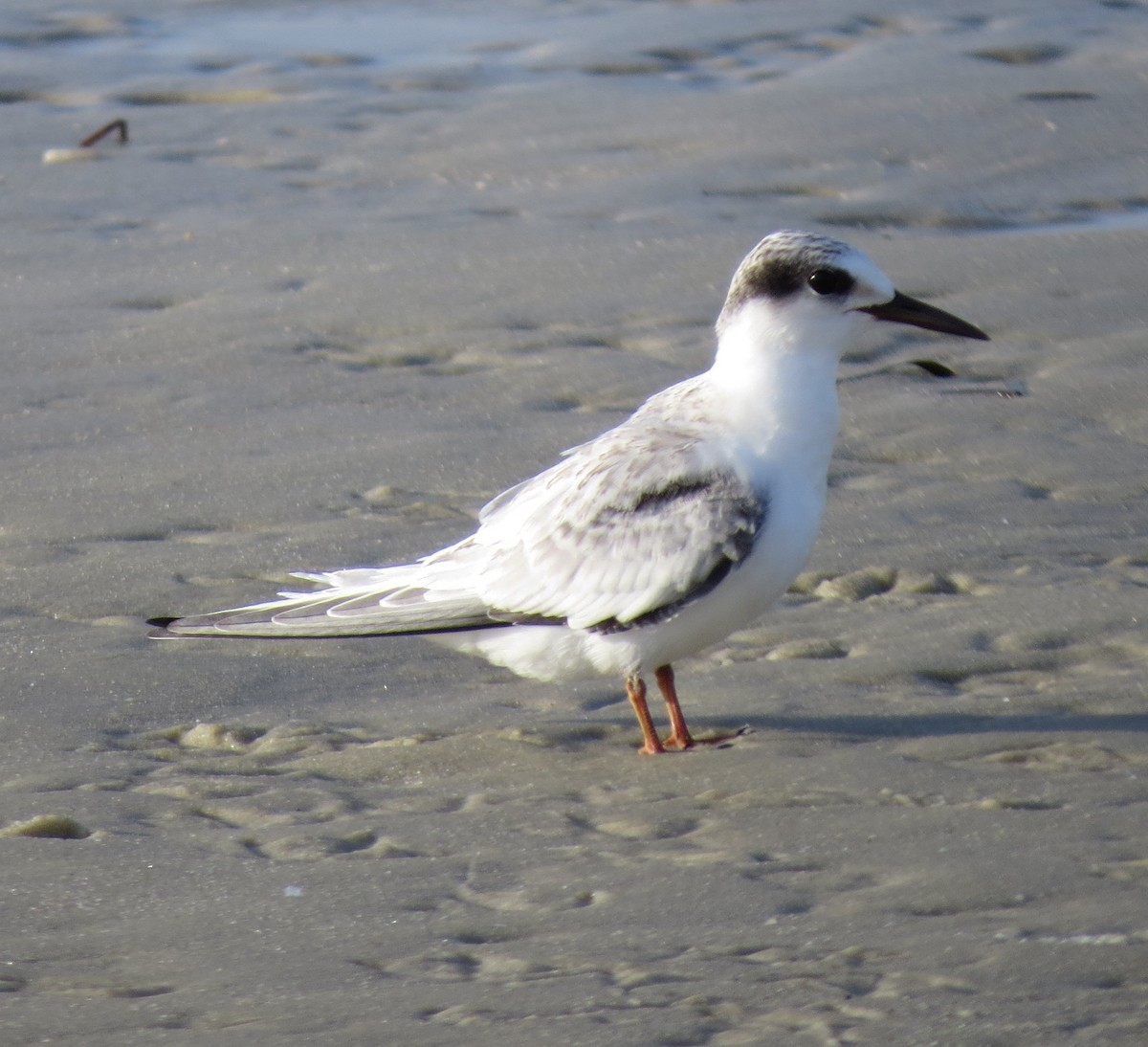 Least Tern - ML638901326