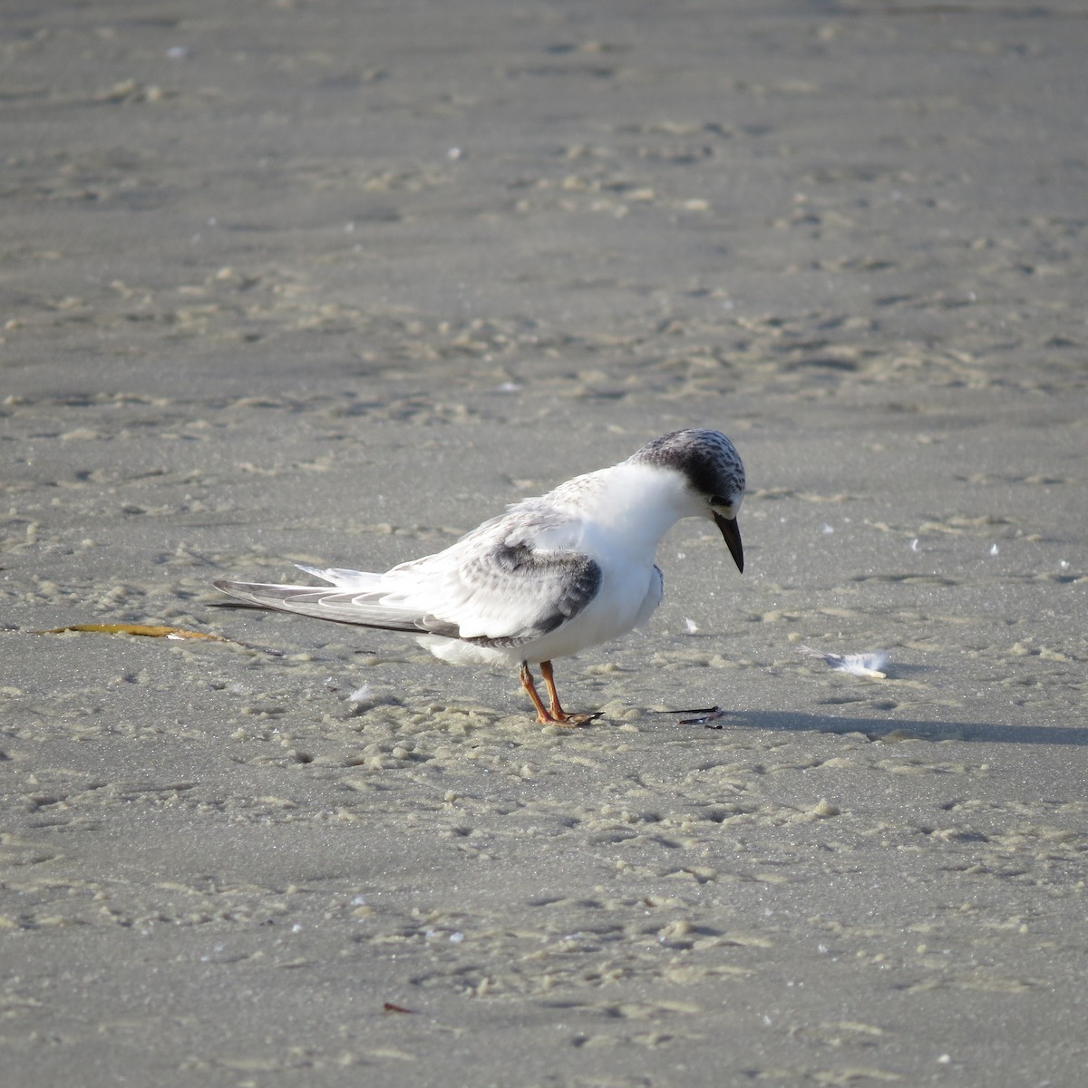 Least Tern - ML638901327