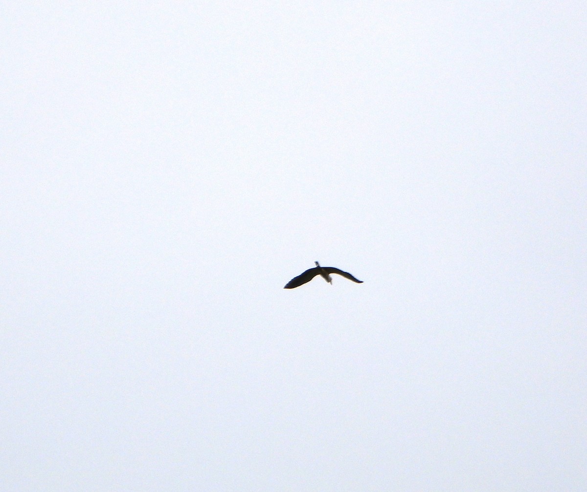 Whistling Heron - ML638901381