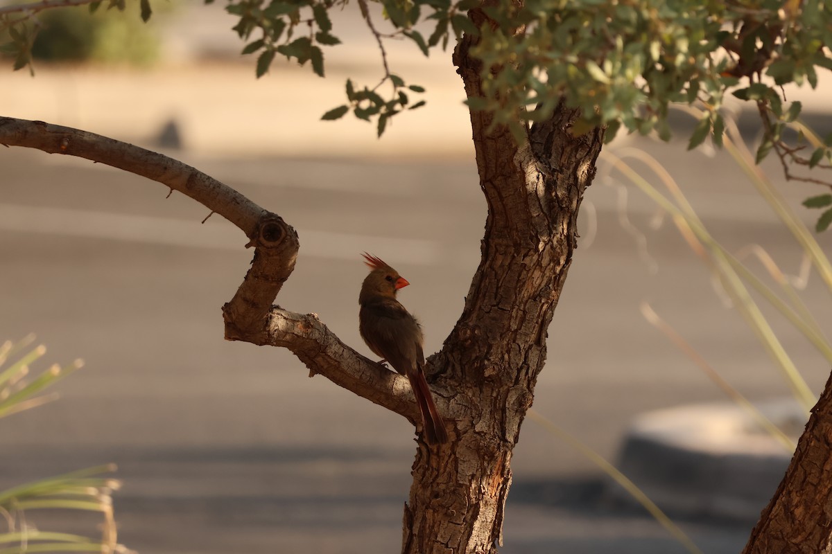 Northern Cardinal - ML638901437