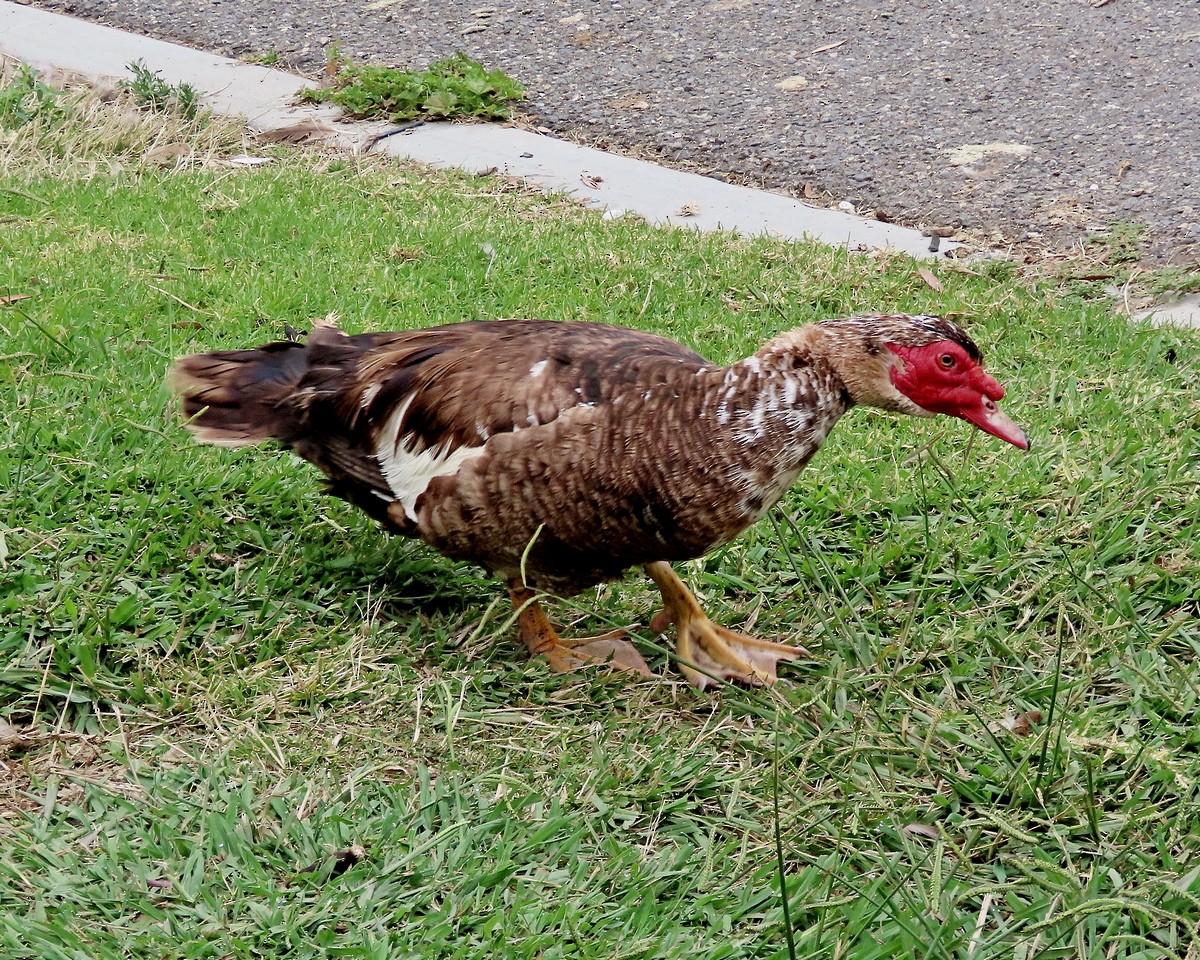 Muscovy Duck (Domestic type) - ML638901440