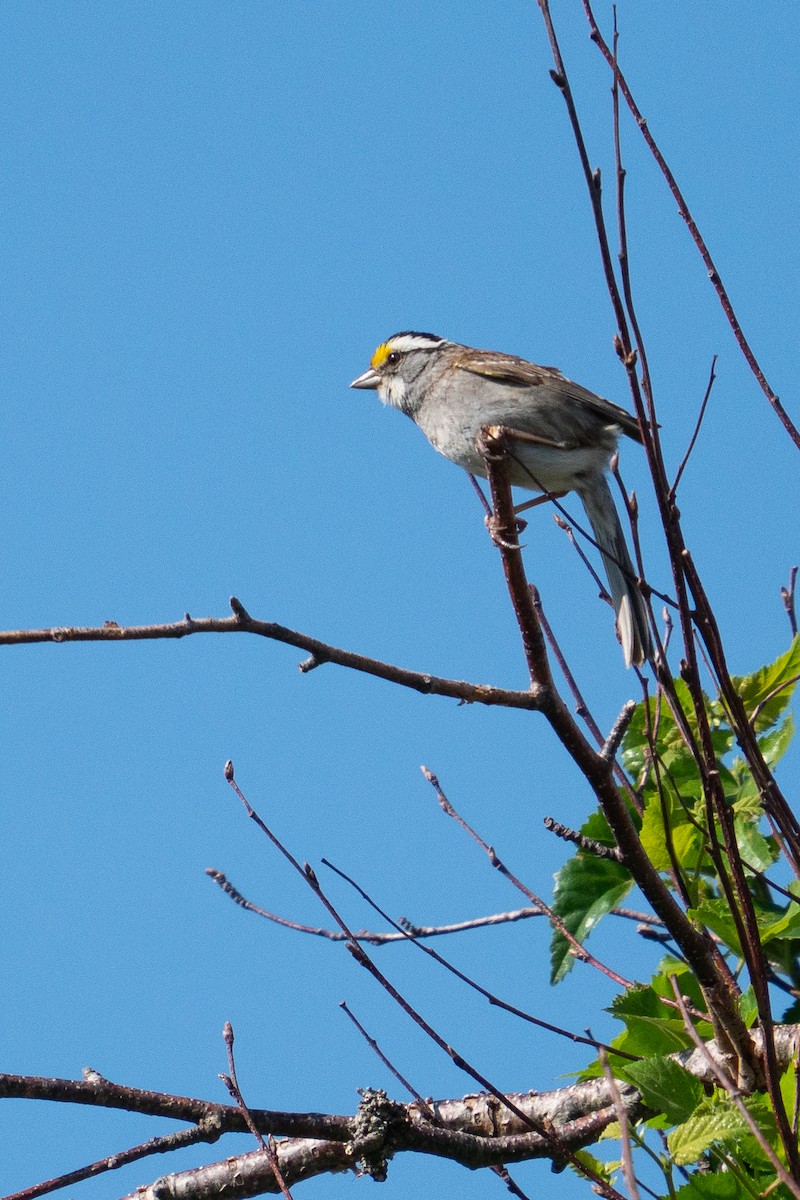 White-throated Sparrow - ML638901445