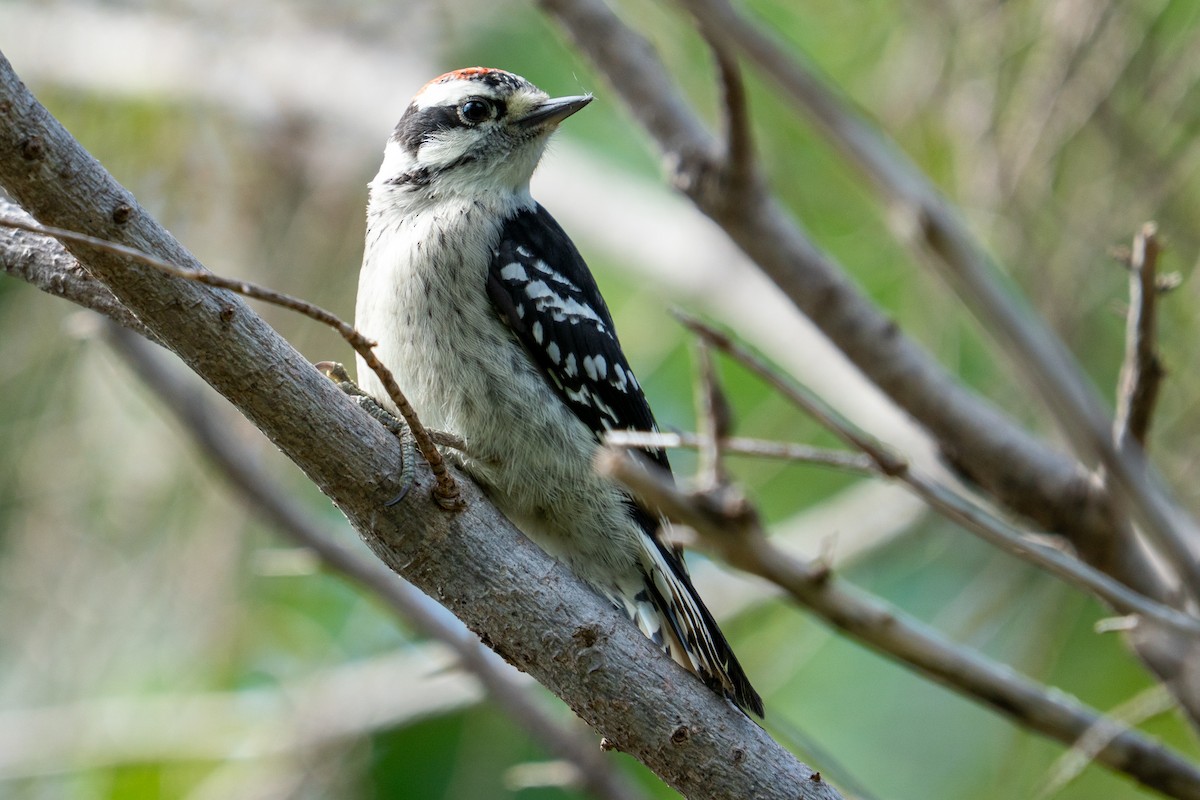 Downy Woodpecker - ML638901453