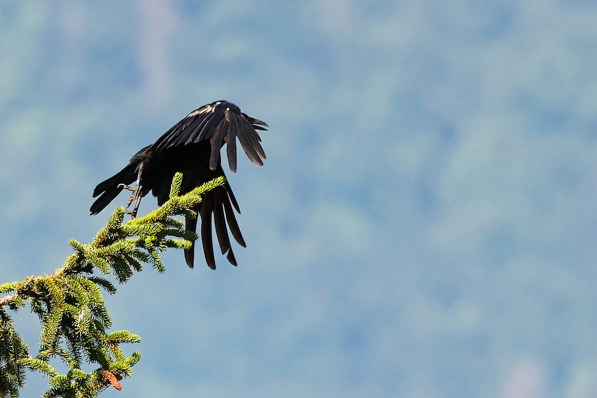 Common Raven - ML638901454