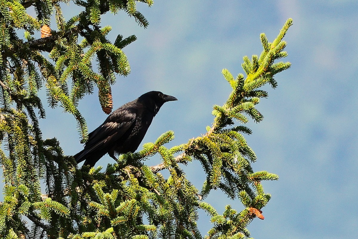 Common Raven - ML638901460