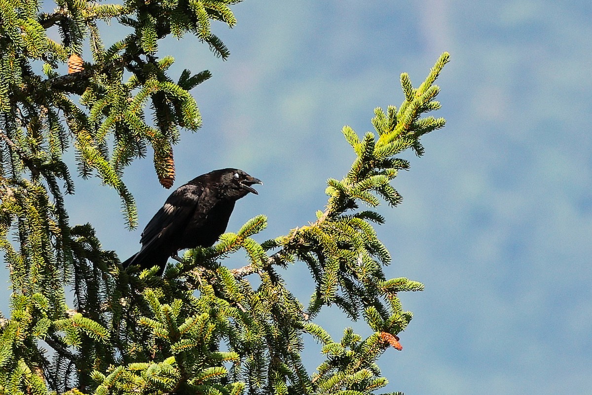 Common Raven - ML638901462