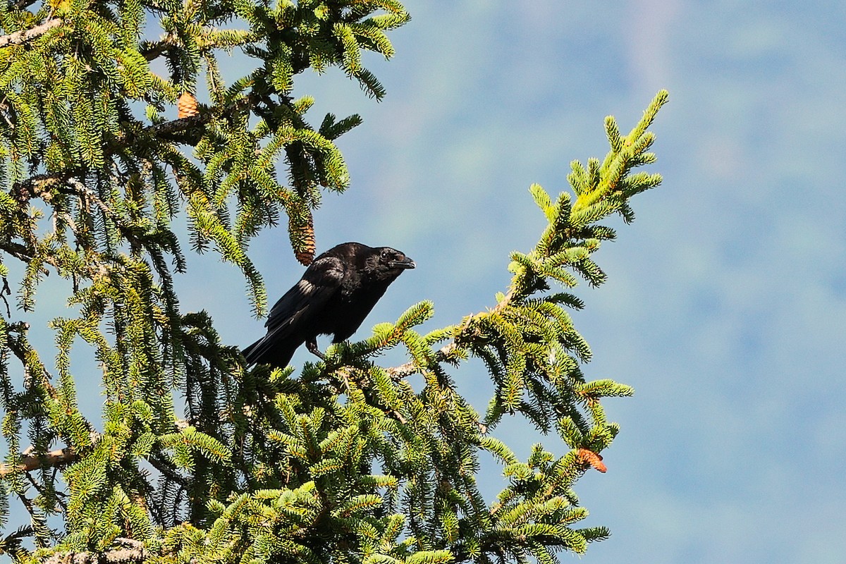 Common Raven - ML638901466