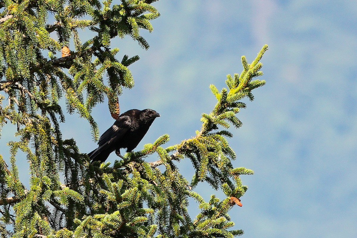 Common Raven - ML638901470