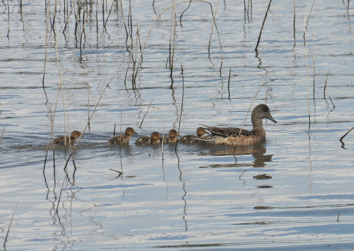 American Wigeon - ML638901472