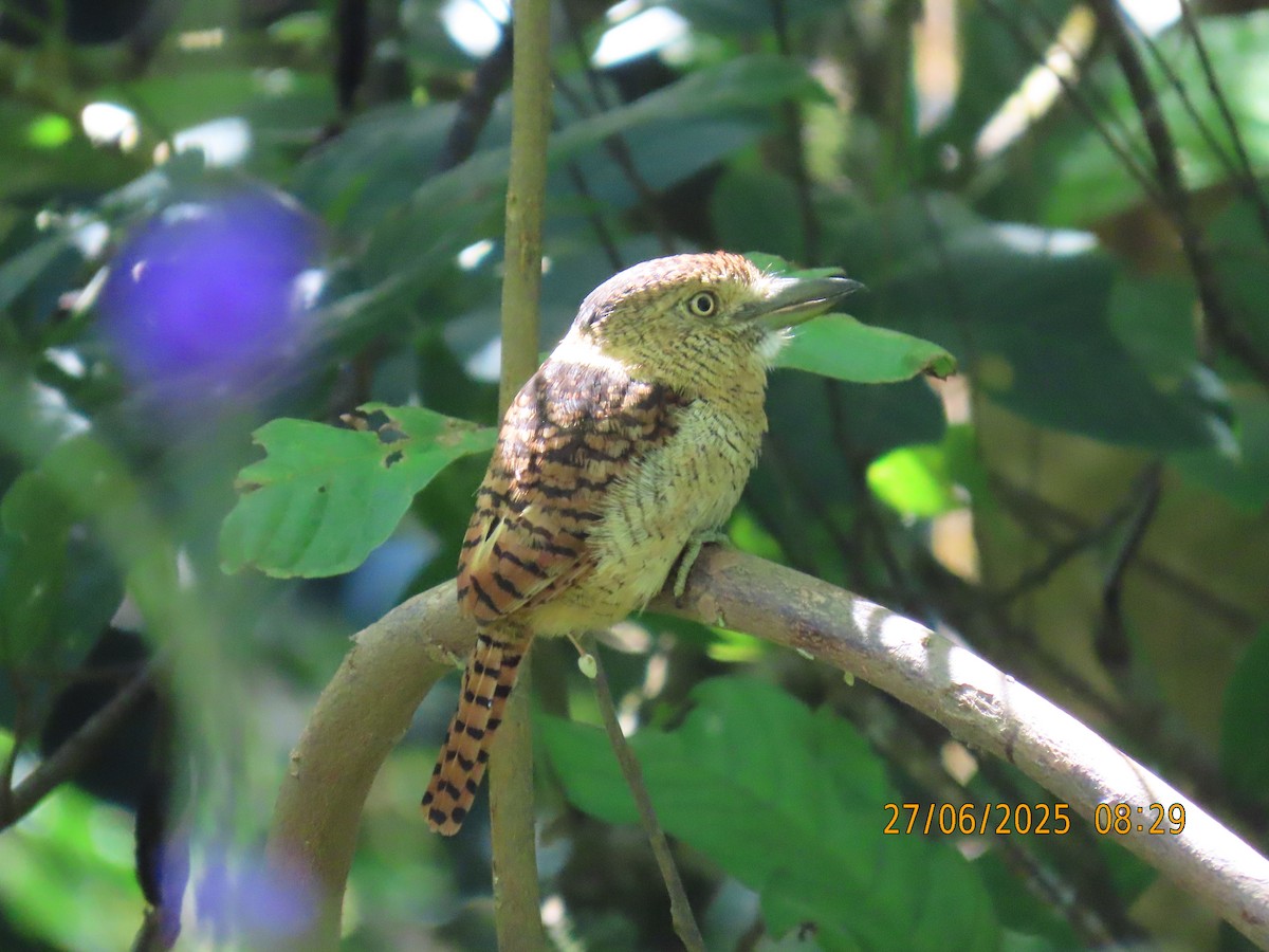 Barred Puffbird - ML638901485